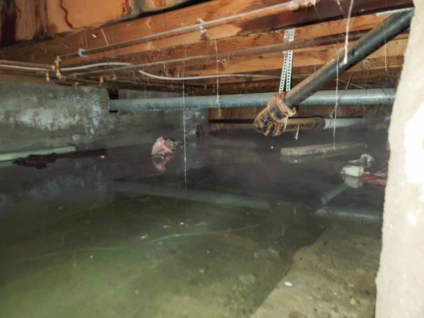 Best Water damage restoration process  in Excelsior Springs, MO