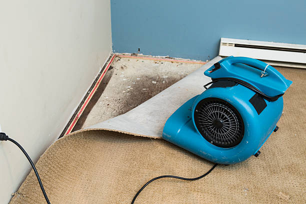Best Water damage cleanup near me  in Excelsior Springs, MO